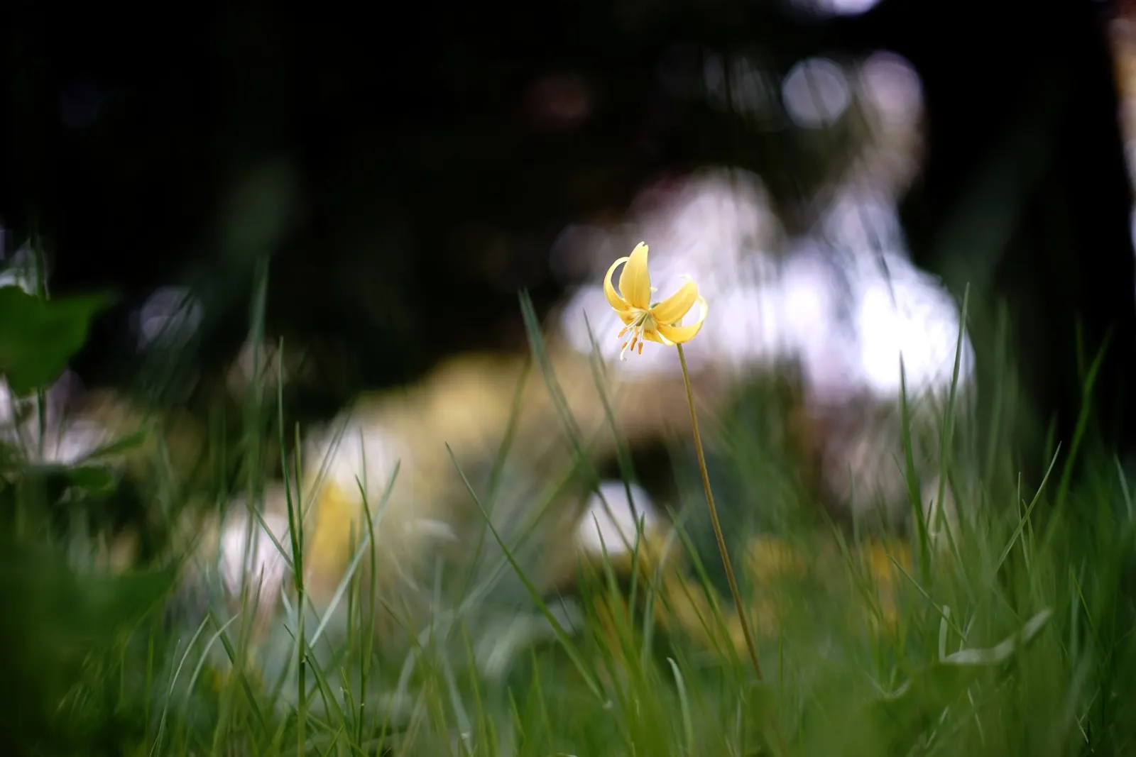 Pagoda Fawn Lily (Erythronium 'Pagoda') — which can span 6 to 8 inches in length