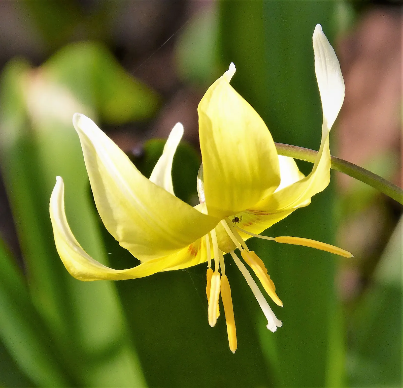 Pagoda Fawn Lily (Erythronium 'Pagoda') — Deer-resistant foliage adds to its garden value