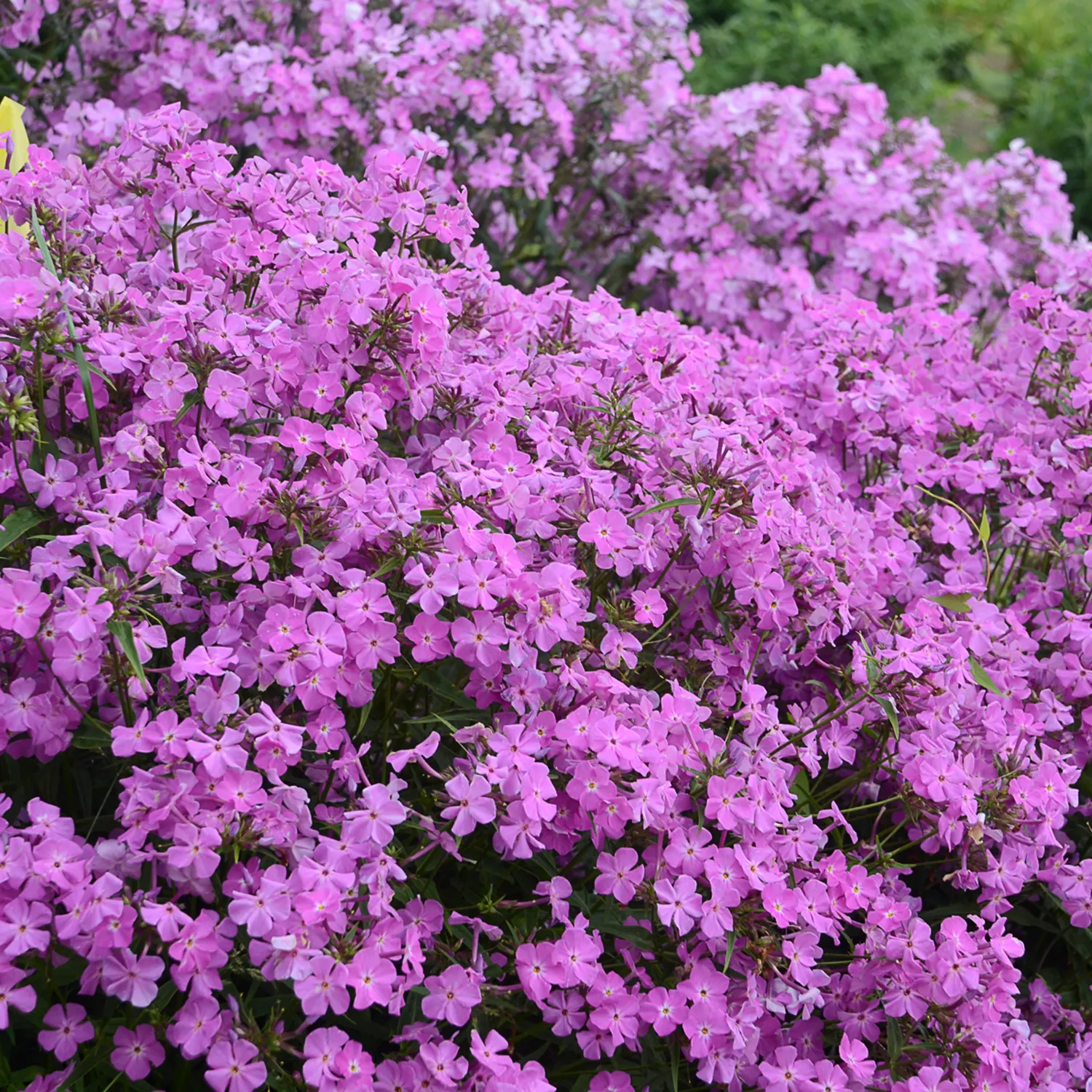 'Opening Act Romance' Hybrid Phlox (Phlox hybrid) — Proven Winners - 'Opening Act Romance' - Hybrid Phlox - Phlox hybrid pink rich lavender pink plant details
