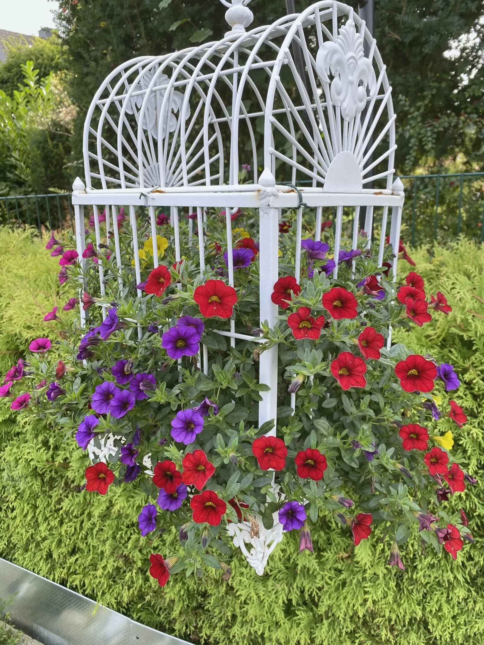 Red Million Bells (Calibrachoa 'Red') — commonly referred to as Red Million Bells
