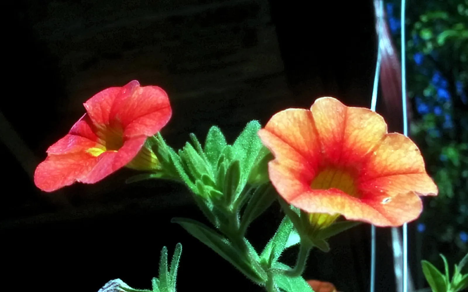 Red Million Bells (Calibrachoa 'Red') — This sun-loving perennial