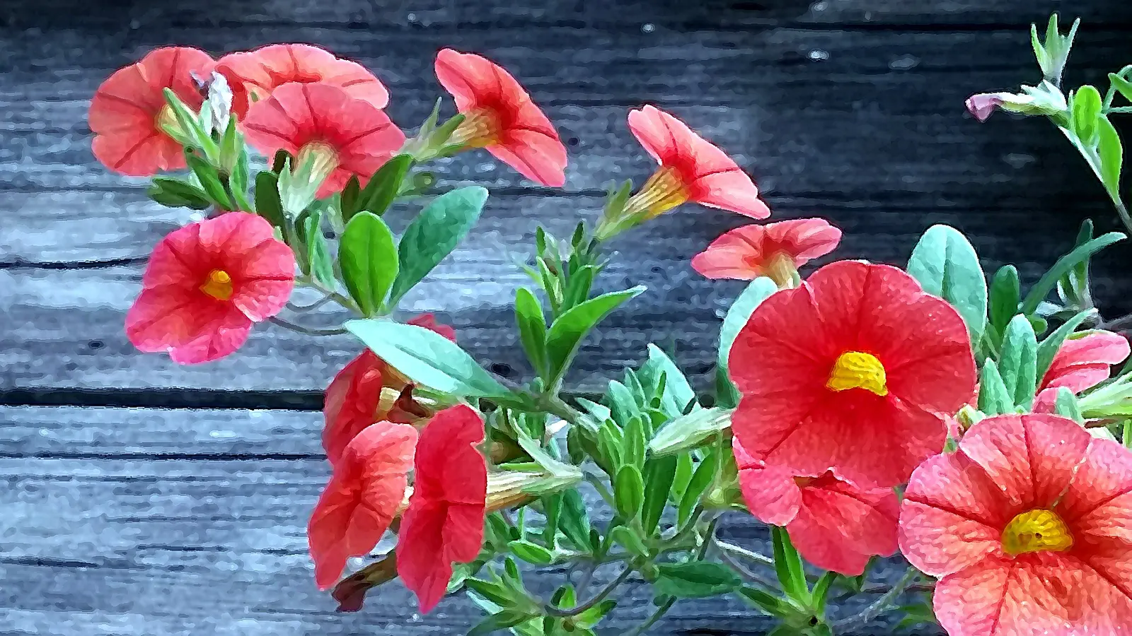 Red Million Bells (Calibrachoa 'Red') — Ideal for hanging baskets or as a trailing accent in containers, they flourish in full to partial sun