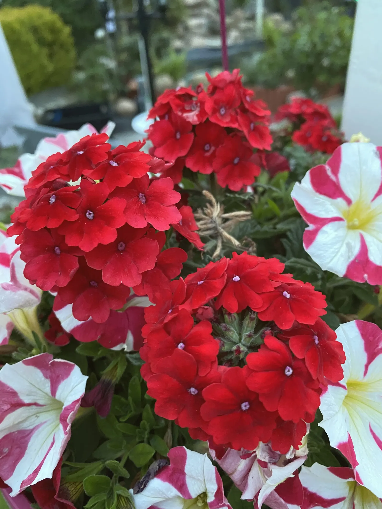 Red Million Bells (Calibrachoa 'Red') — Frost-sensitive, they thrive in USDA zones 9-11
