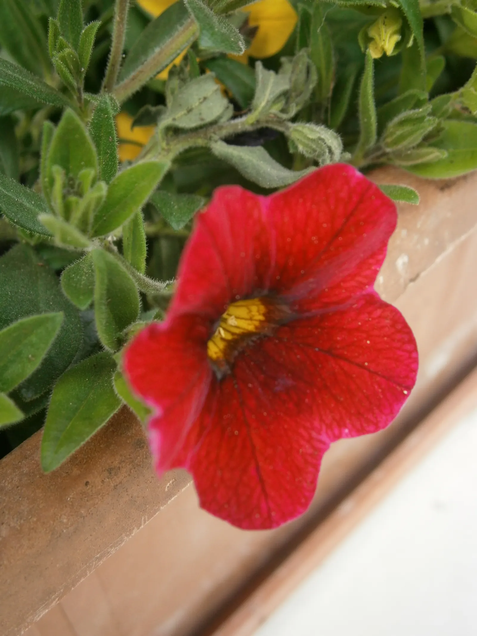 Red Million Bells (Calibrachoa 'Red') — requiring minimal care beyond regular watering and occasional fertilization