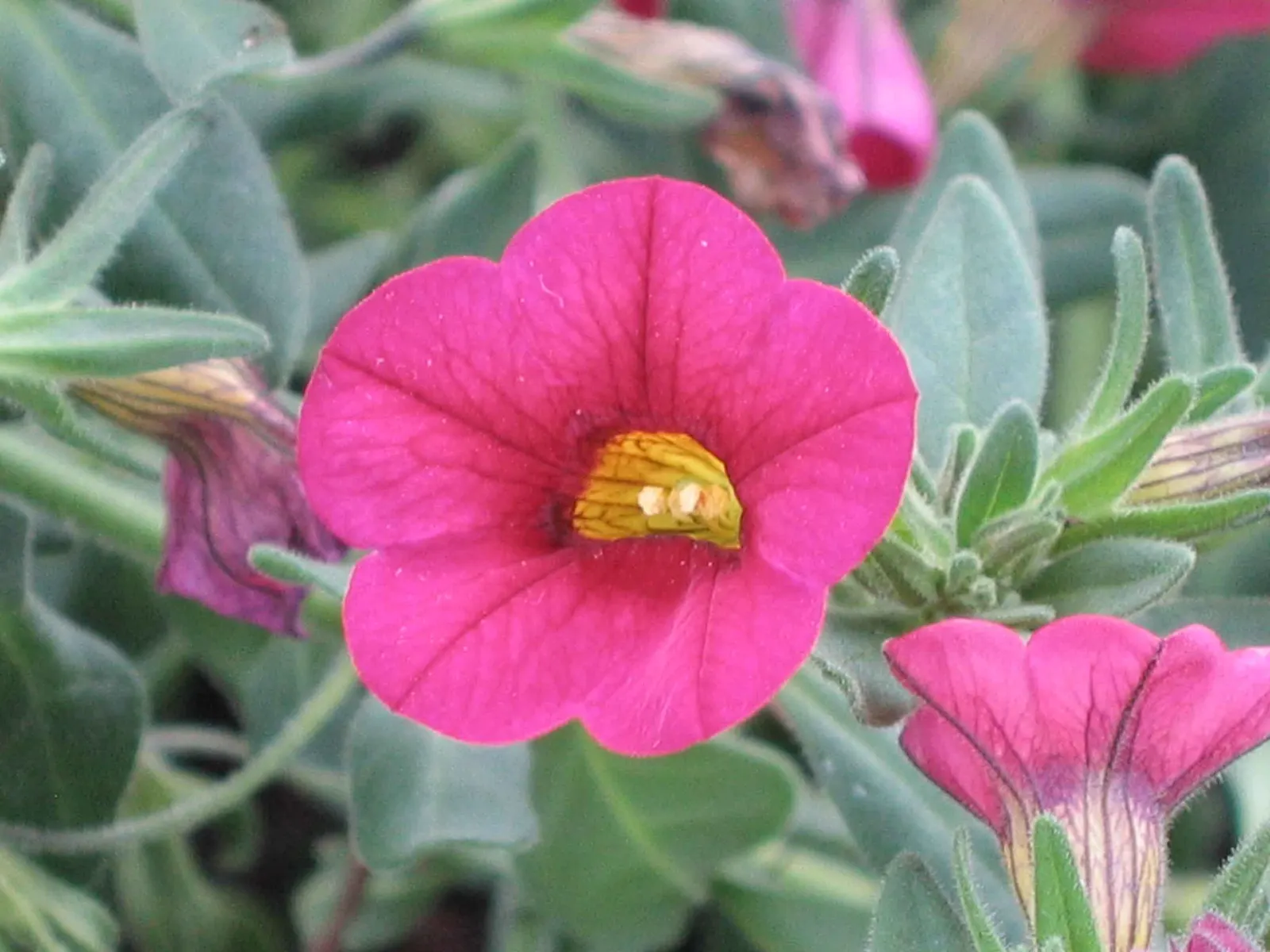 Red Million Bells (Calibrachoa 'Red') — These prolific bloomers reach 6-12 inches in height with a spread of up to 24 inches
