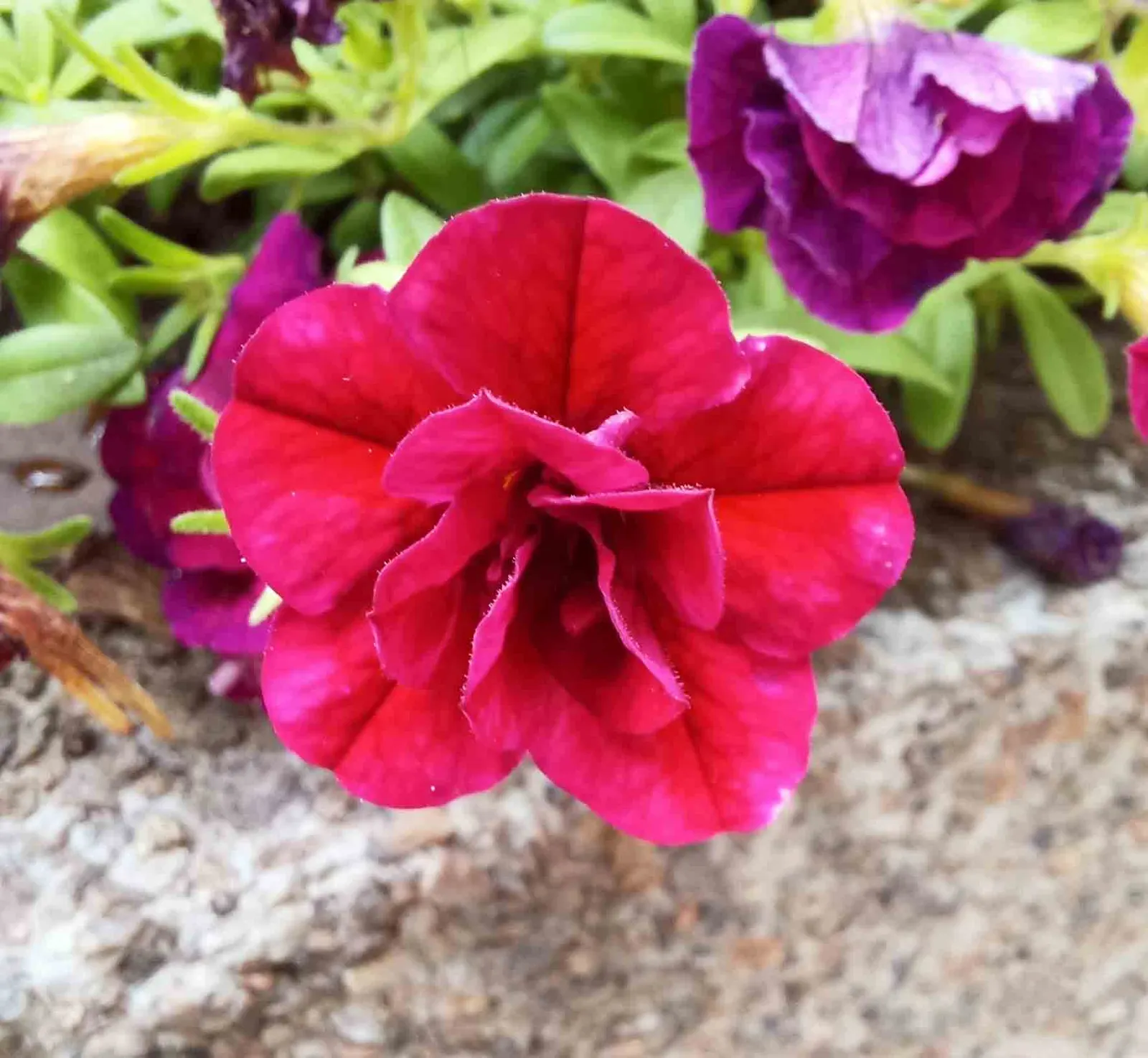 Red Million Bells (Calibrachoa 'Red') — thriving in USDA Hardiness Zones 9 through 11