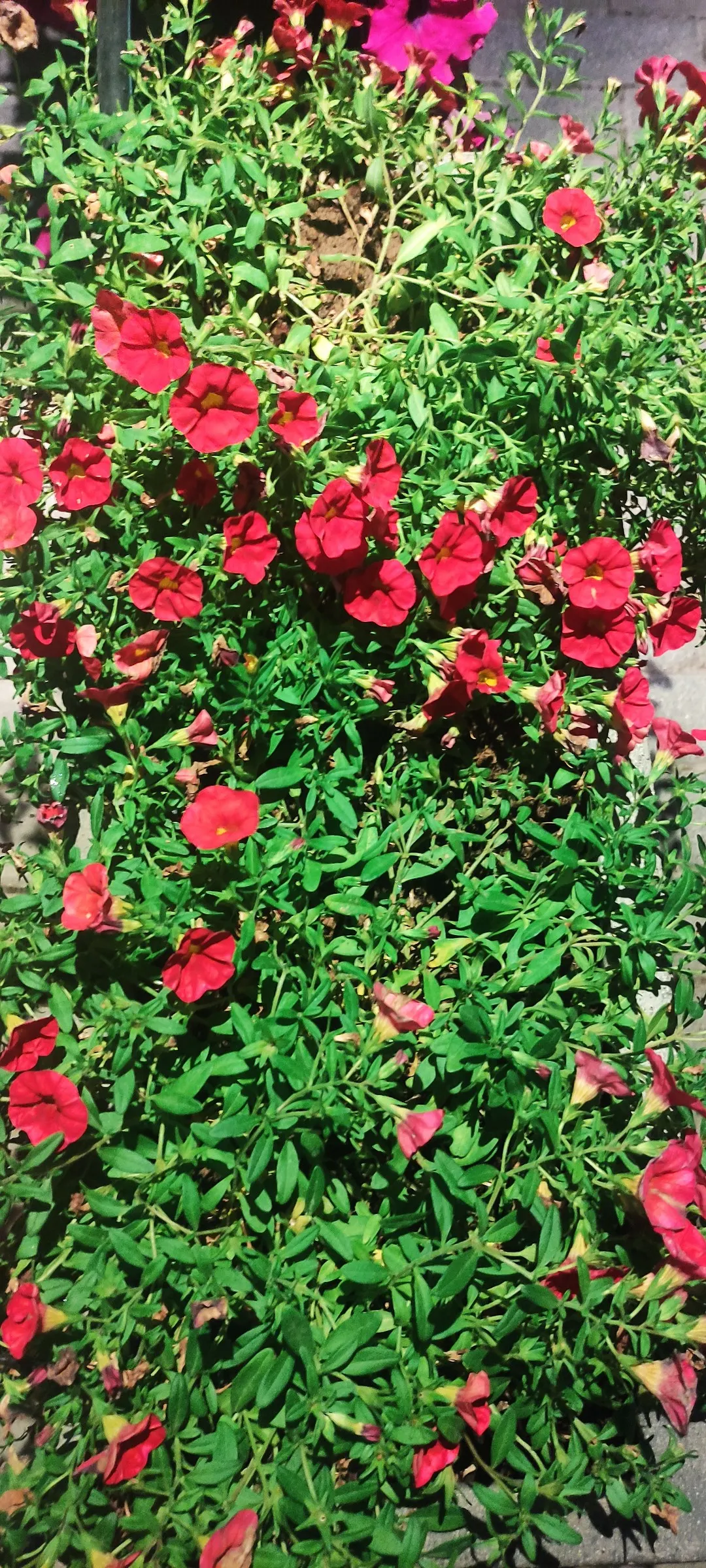 Red Million Bells (Calibrachoa 'Red') — commonly known as Red Million Bells
