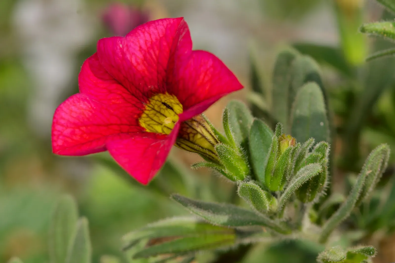 Red Million Bells (Calibrachoa 'Red') — although often grown as an annual in cooler regions