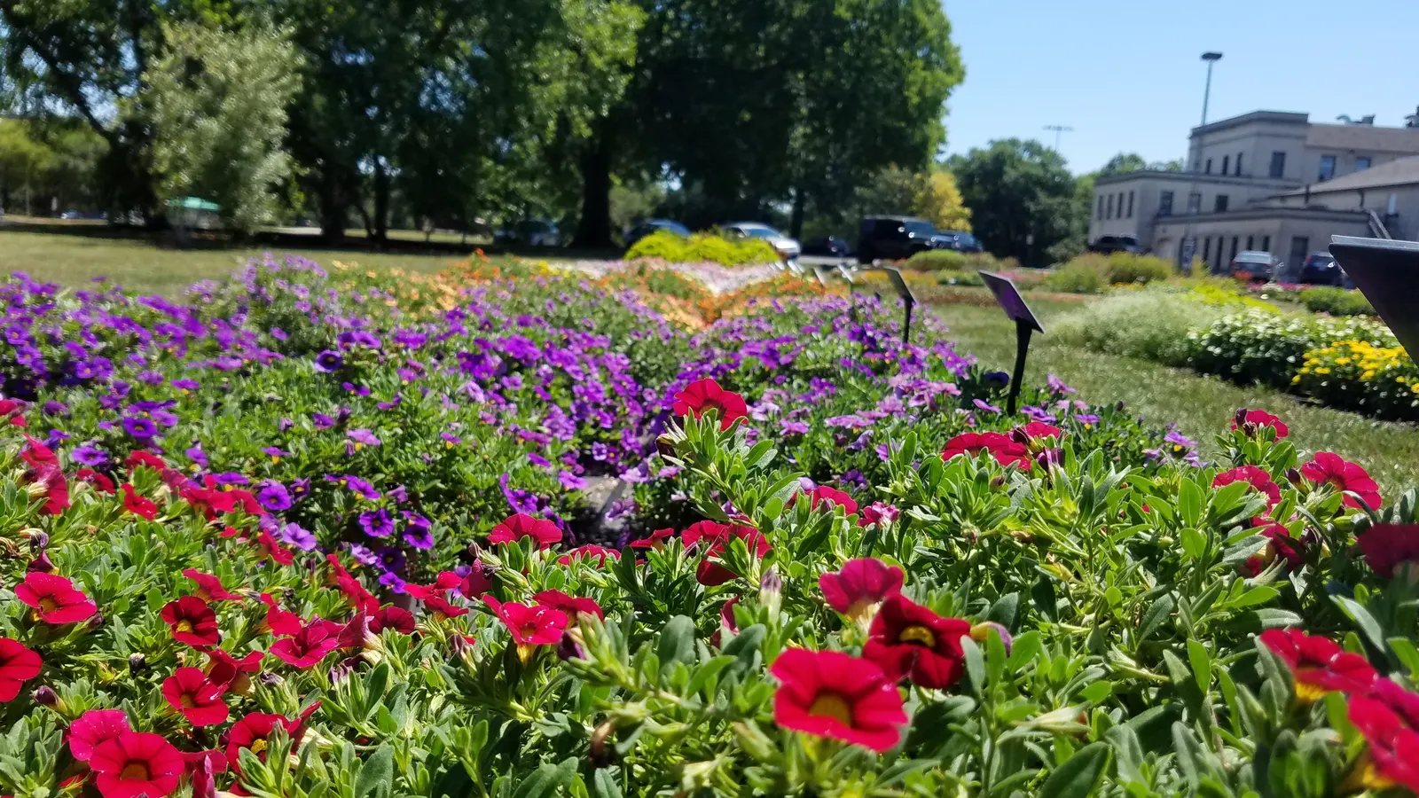 Red Million Bells (Calibrachoa 'Red') — presents a vibrant addition to any landscape design