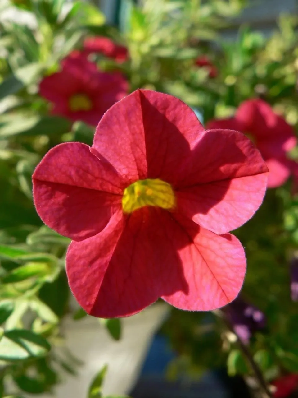 Red Million Bells (Calibrachoa 'Red') — trumpet-shaped blooms with vibrant red petals