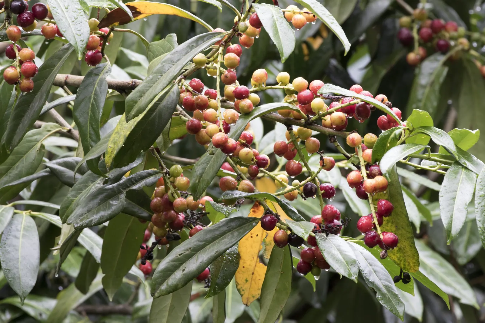 English Laurel (Prunus Laurocerasus) — It thrives in USDA Hardiness Zones 6-9 and tolerates shade