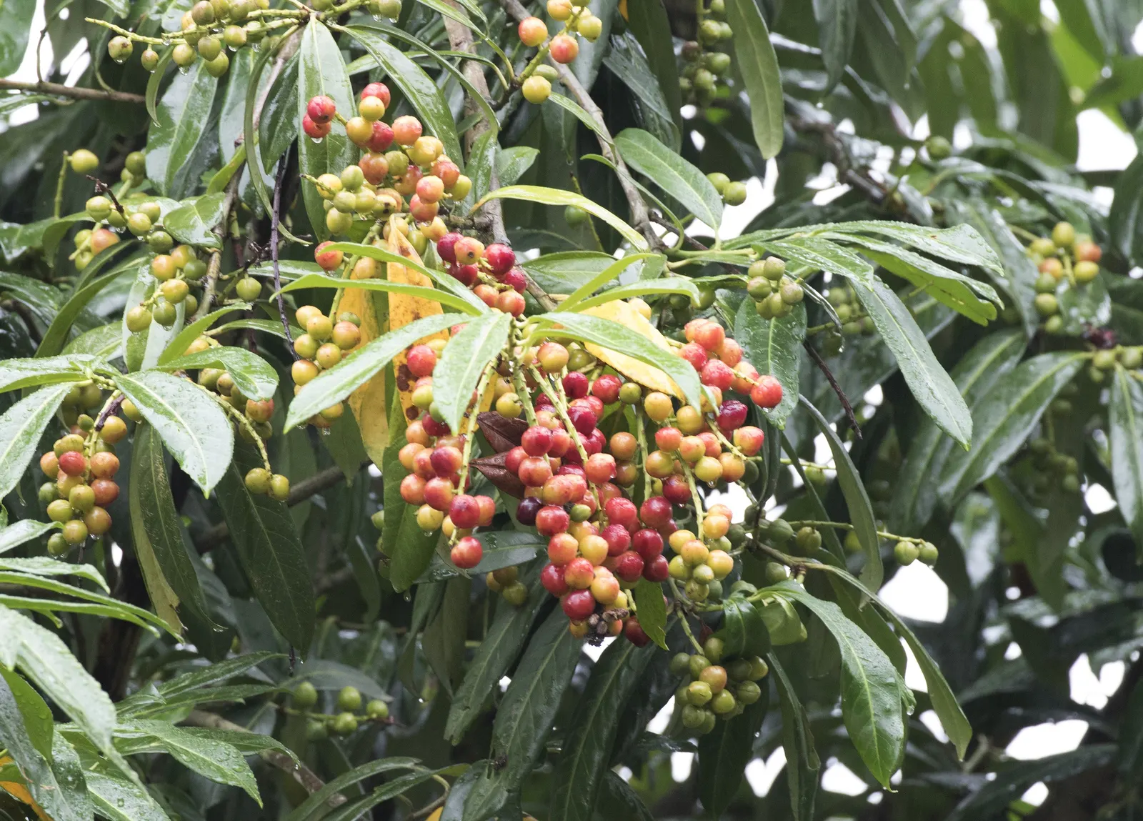 English Laurel (Prunus Laurocerasus) — broad growth habit makes it ideal for privacy hedges