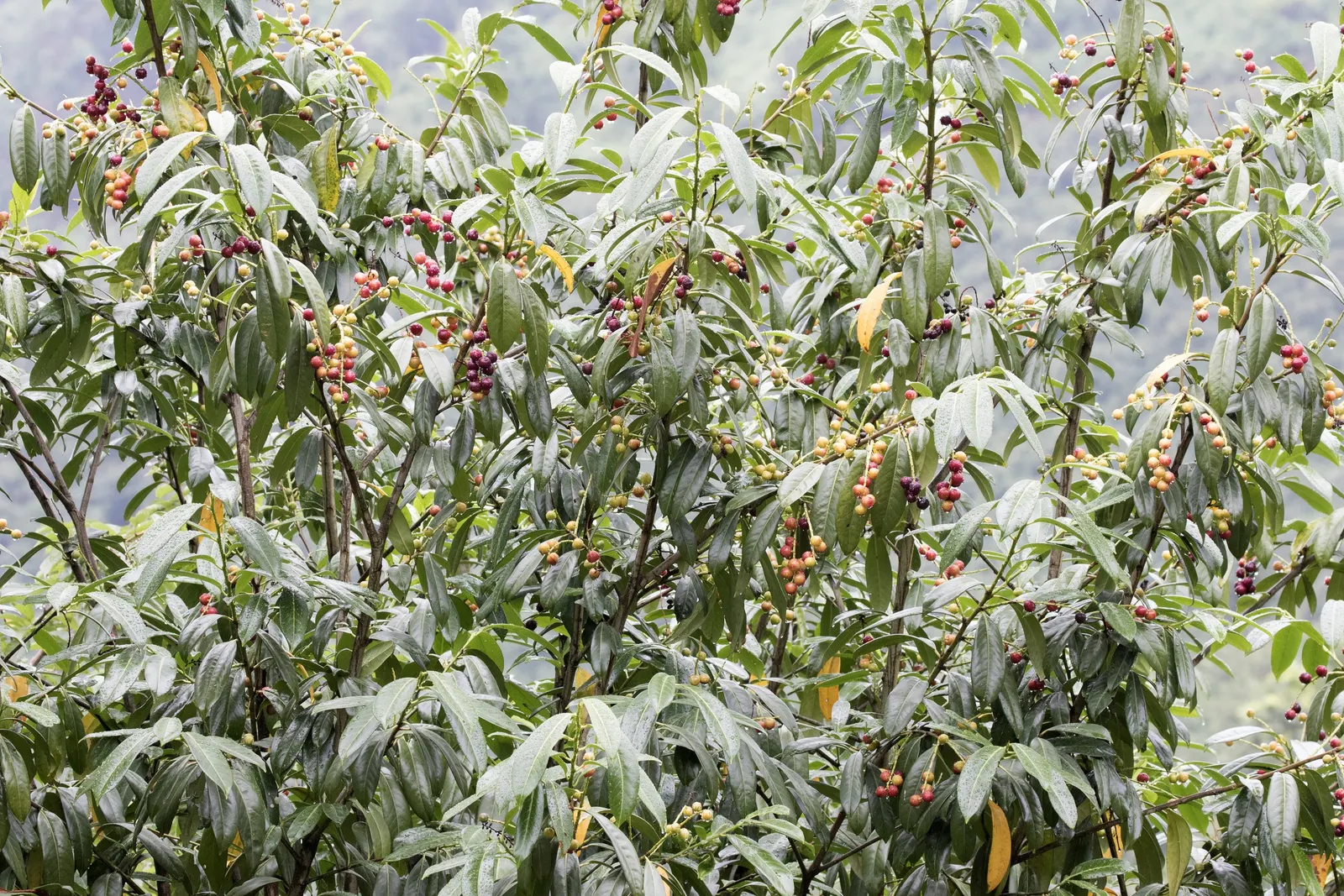 English Laurel (Prunus Laurocerasus) — Well-suited as a privacy screen or hedging plant; consider its substantial size and ensure spacing of at least 4 to 6