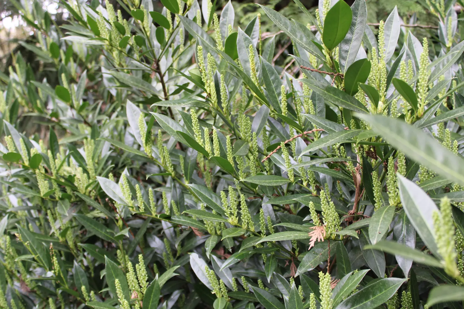 English Laurel (Prunus Laurocerasus) — tolerating a wide range of soil types; dense appearance to landscapes