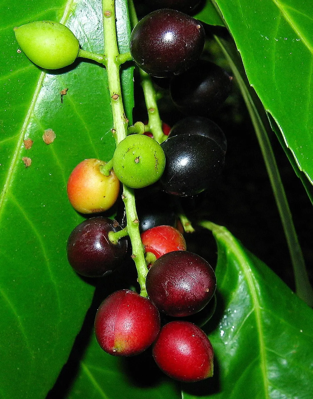 English Laurel (Prunus Laurocerasus) — is a versatile evergreen shrub known for its glossy; white flowers in the garden