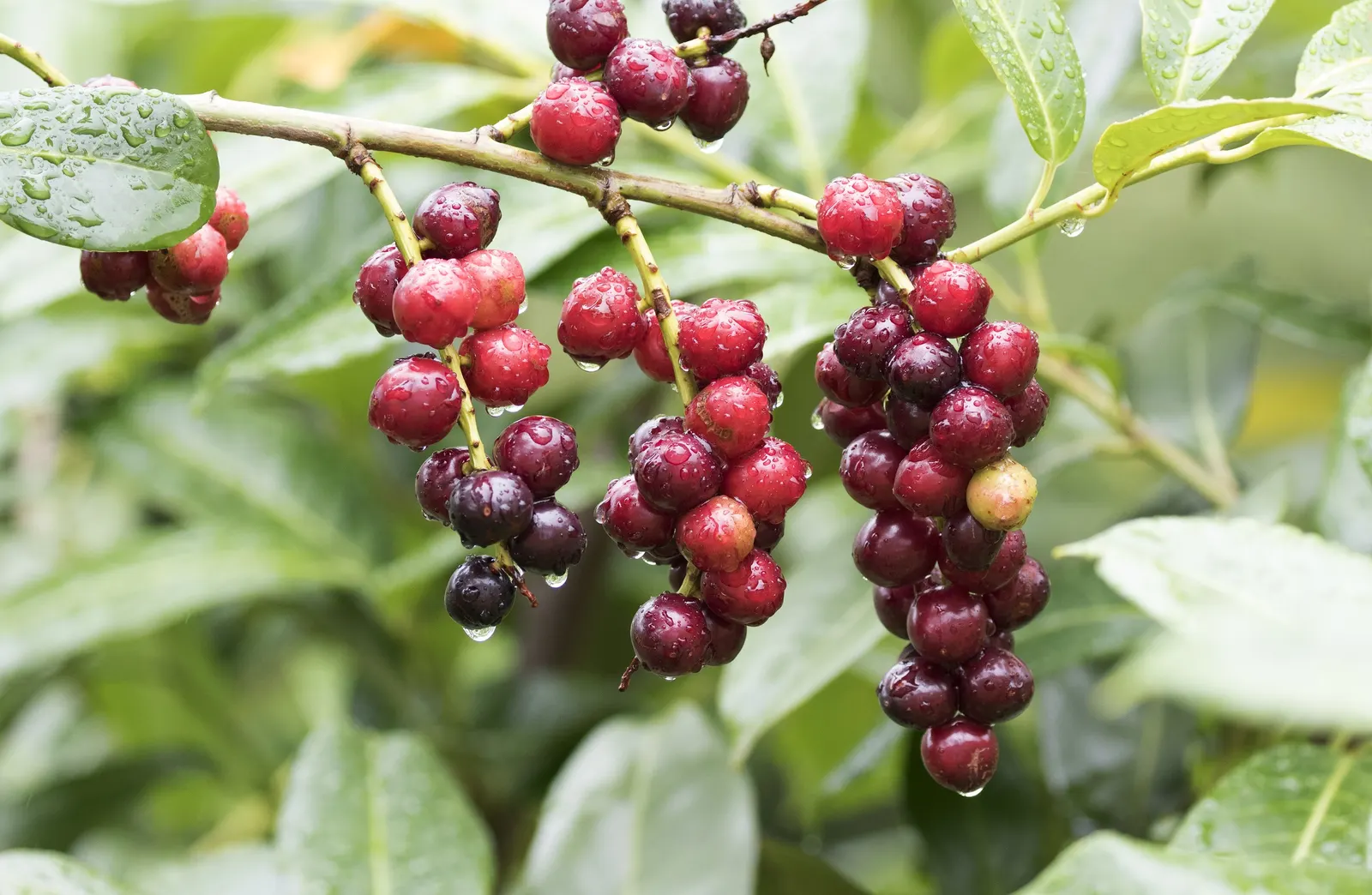 English Laurel (Prunus Laurocerasus) — maturing at 10-15 feet high with a 6-10 feet spread