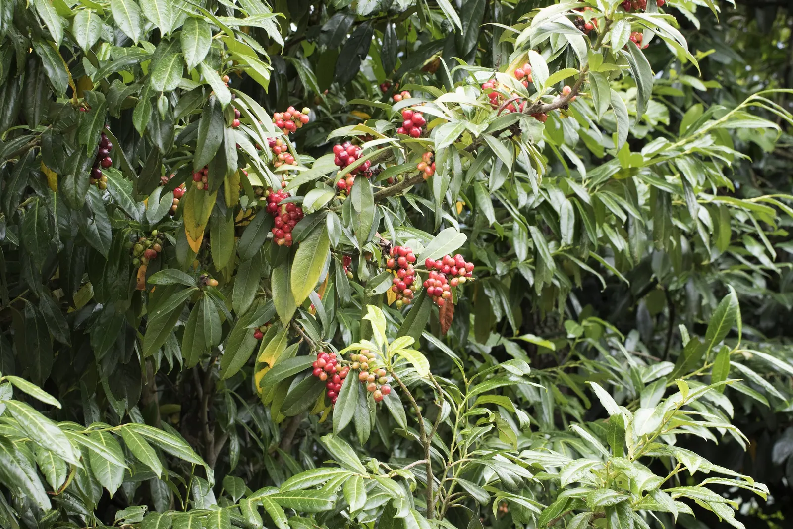 English Laurel (Prunus Laurocerasus) — creamy-white flowers that emit a subtle fragrance