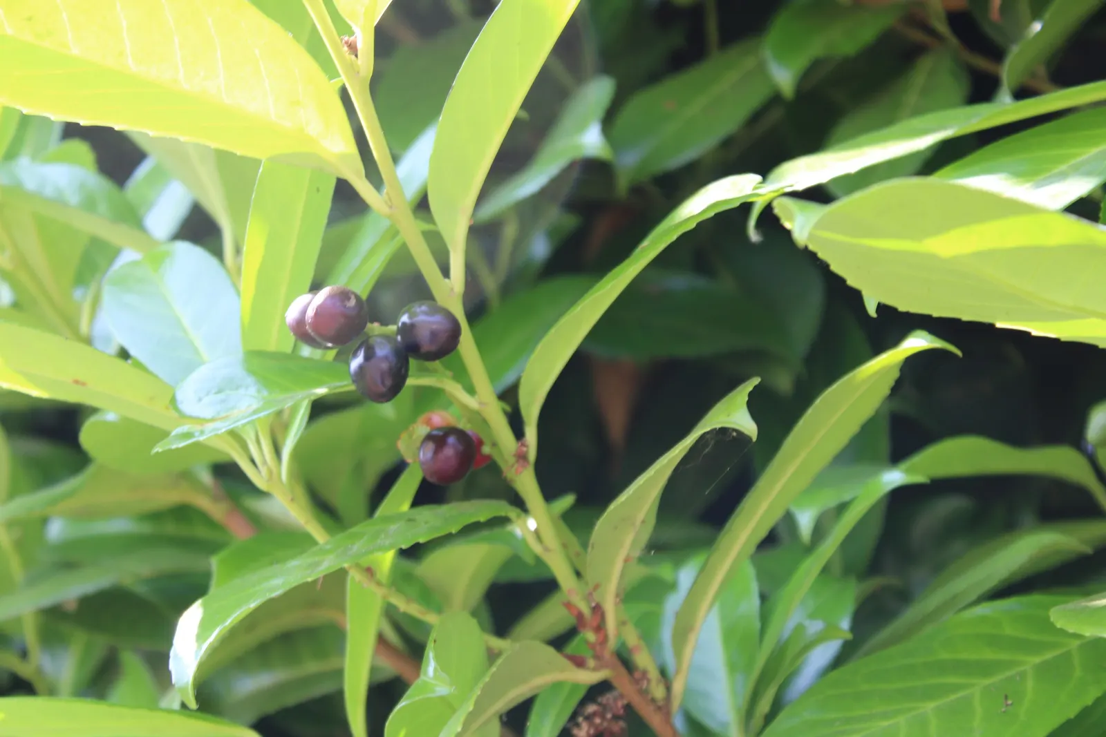 English Laurel (Prunus Laurocerasus) — dark green leaves reaching up to 6 inches long; it thrives in USDA hardiness zones 6 through 9