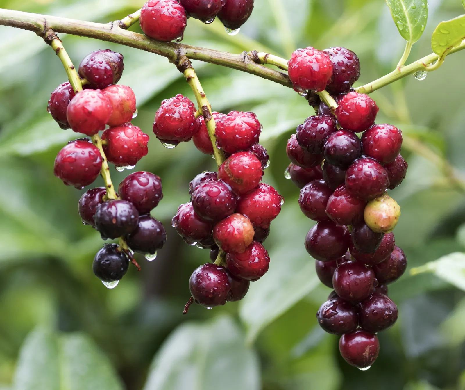 English Laurel (Prunus Laurocerasus) — dense appearance to landscapes