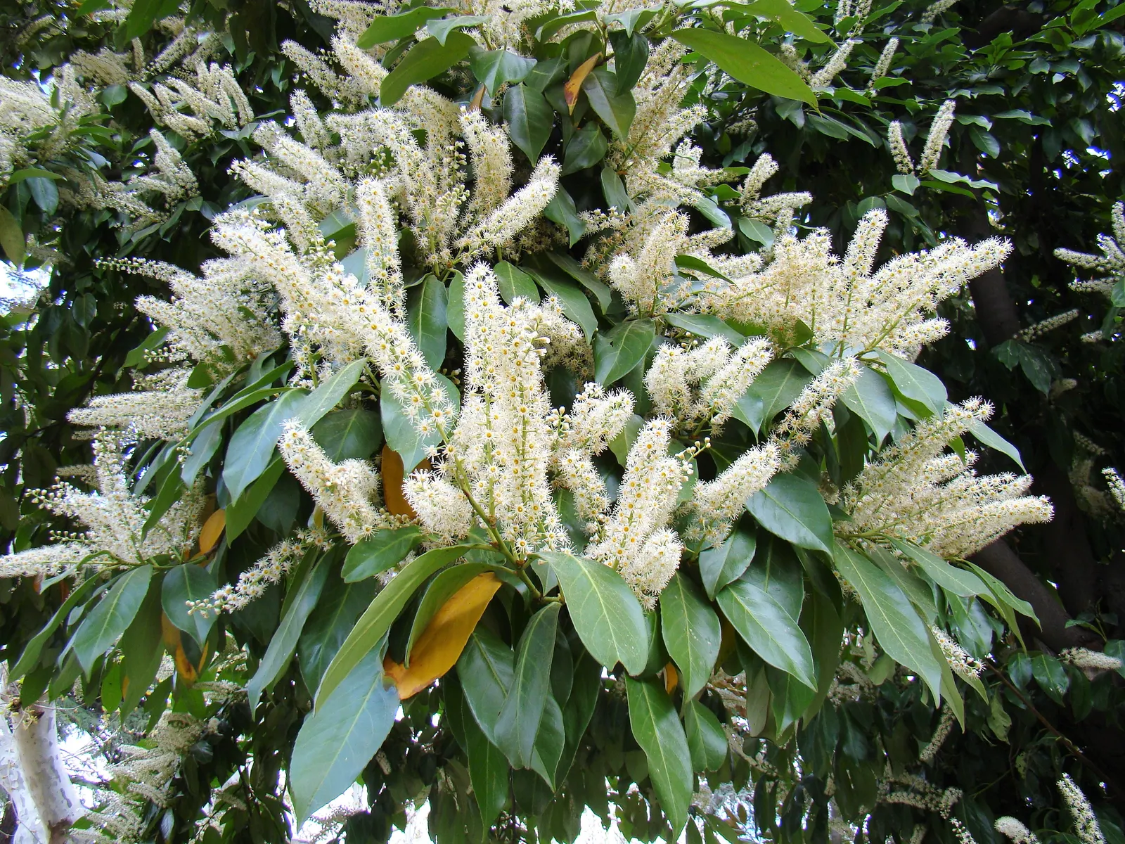 English Laurel (Prunus Laurocerasus) — though it prefers well-draining