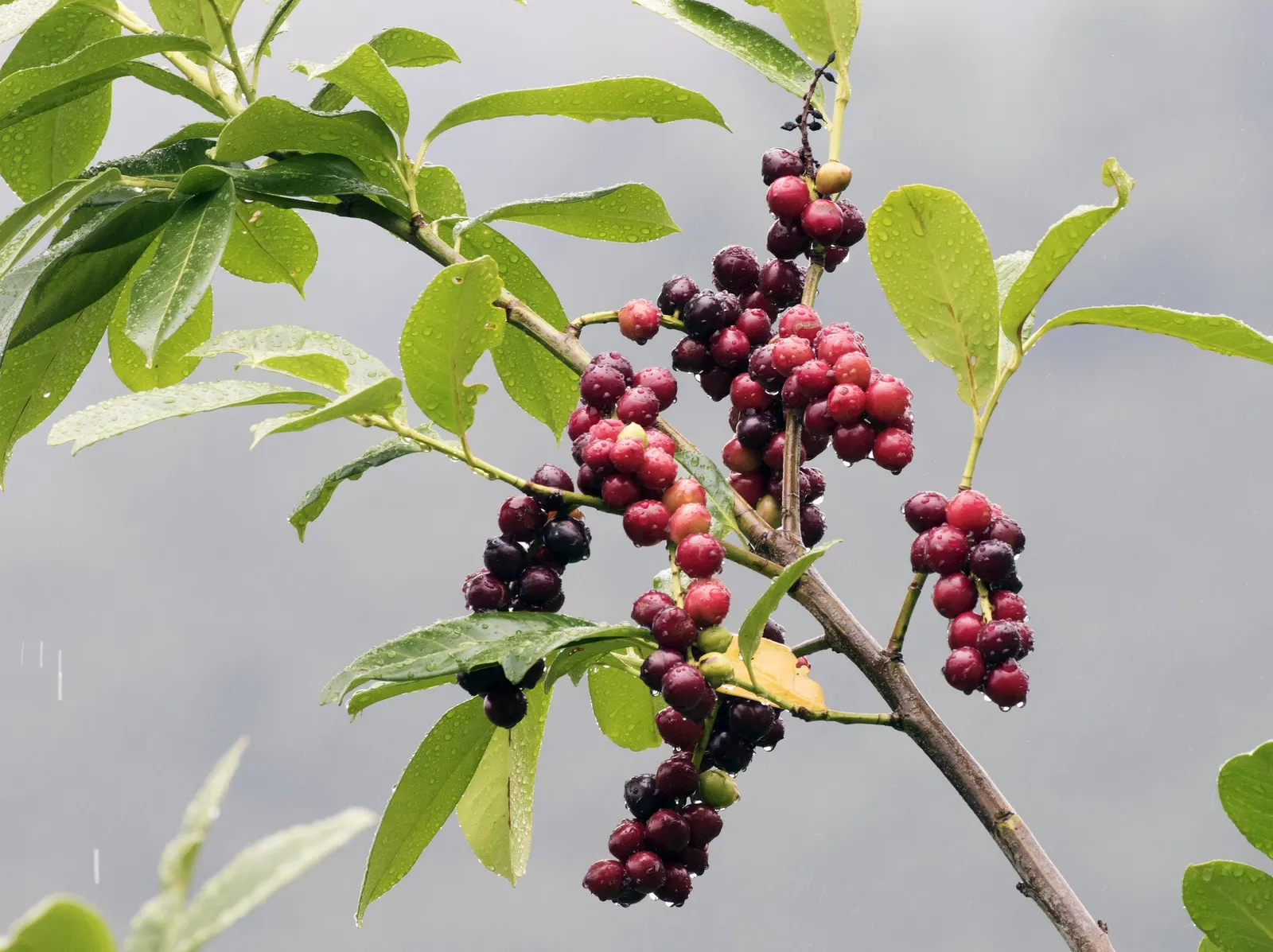 English Laurel (Prunus Laurocerasus) — berry-like fruits that are favored by birds; keep in mind that all parts of the plant are poisonous if ingested