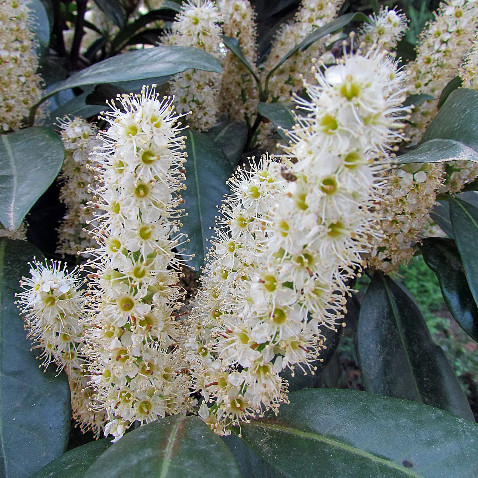 English Laurel (Prunus Laurocerasus) — is an evergreen shrub with glossy; maturing at 10-15 feet high with a 6-10 feet spread