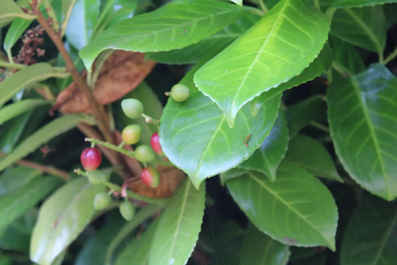 English Laurel (Prunus Laurocerasus) — so caution should be used when planting in areas accessed by children and pets; shrub / tree for full or half