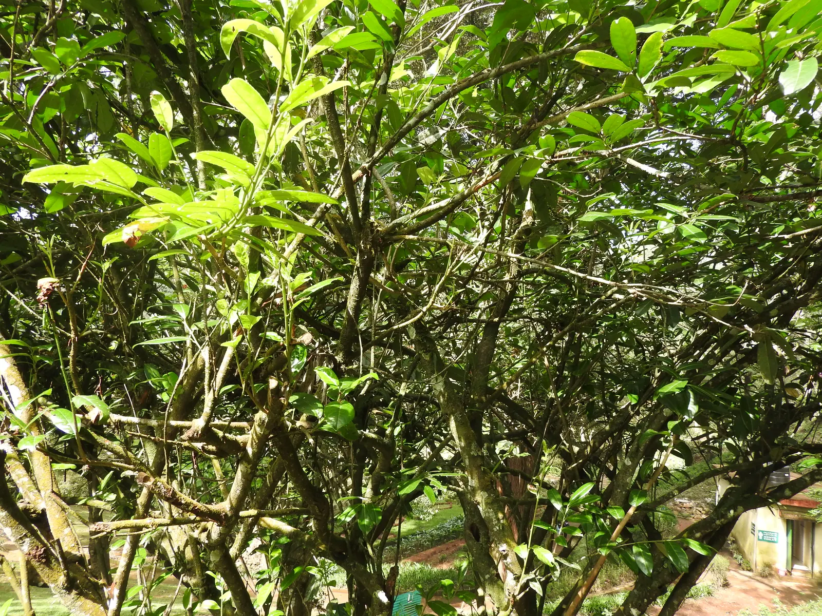 English Laurel (Prunus Laurocerasus) — though regular pruning can maintain them at a desired size and shape; shrub / tree with white blooms