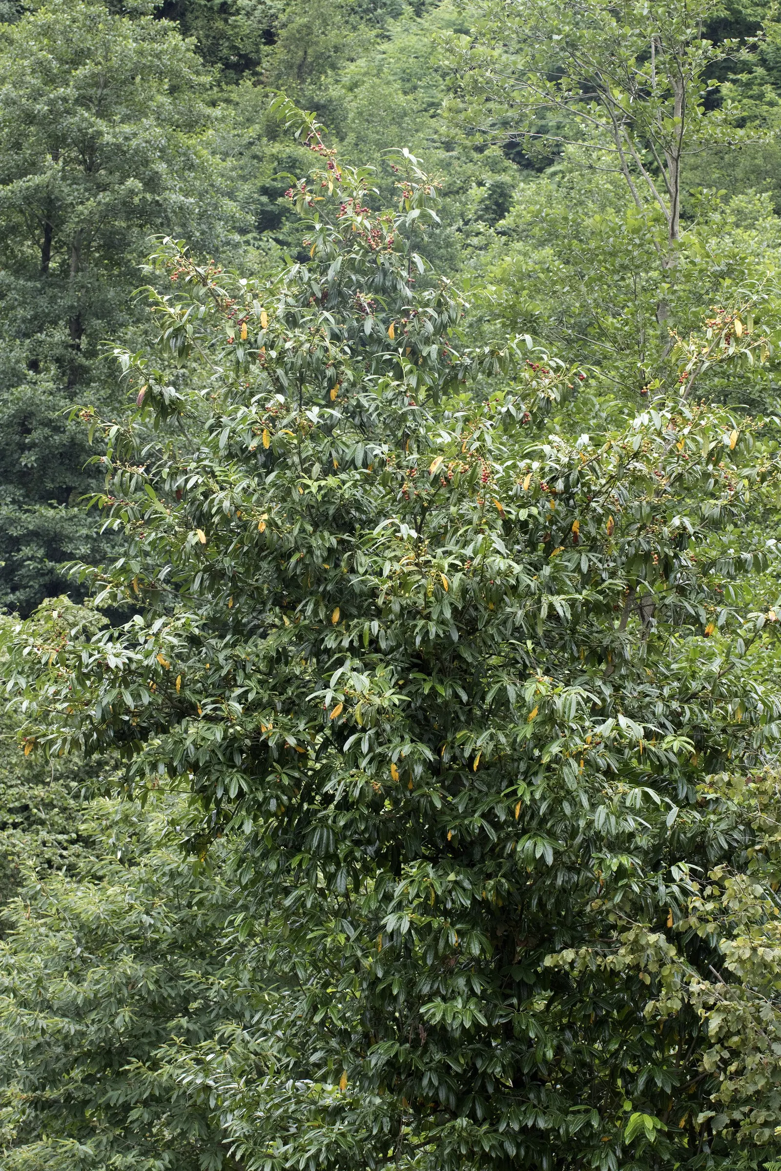 English Laurel (Prunus Laurocerasus) — adding wildlife interest to the garden.<br><br>When designing with the English Laurel
