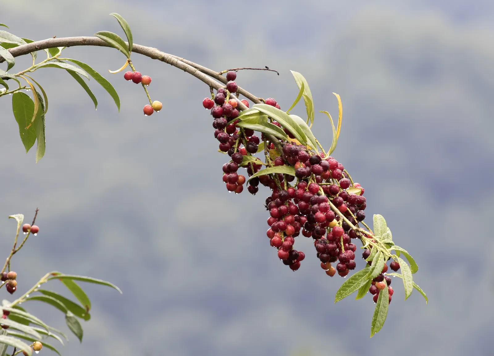 English Laurel (Prunus Laurocerasus) — shrub / tree with white blooms