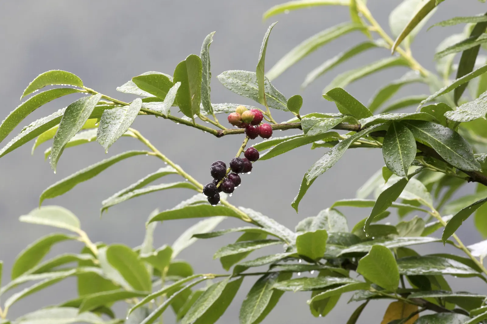 English Laurel (Prunus Laurocerasus) — dark-green foliage that lends a lush; it thrives in USDA Hardiness Zones 6-9 and tolerates shade