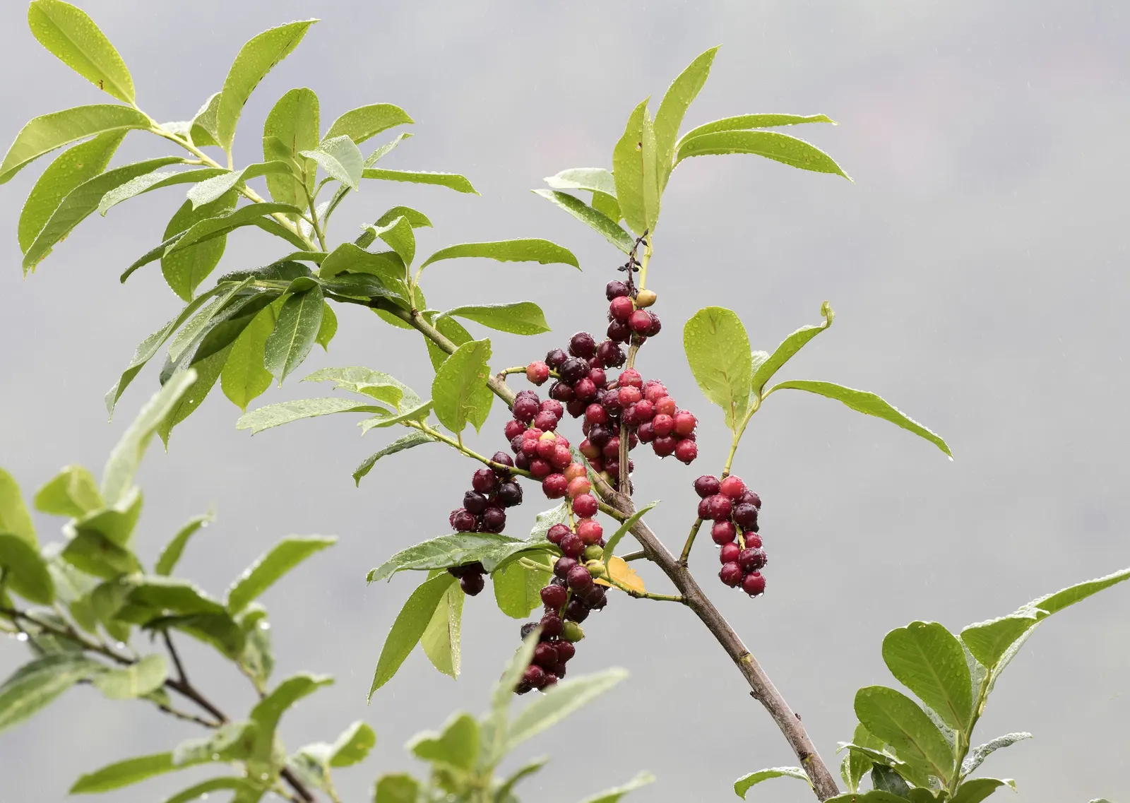 English Laurel (Prunus Laurocerasus) — though it prefers well-draining; providing a contrast to the dark foliage and attracting pollinators