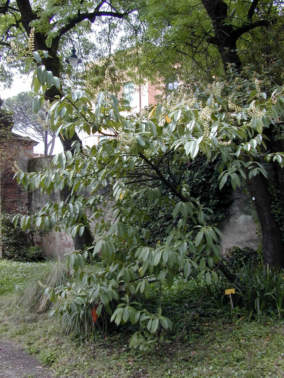 English Laurel (Prunus Laurocerasus) — providing a contrast to the dark foliage and attracting pollinators; though it prefers well-draining