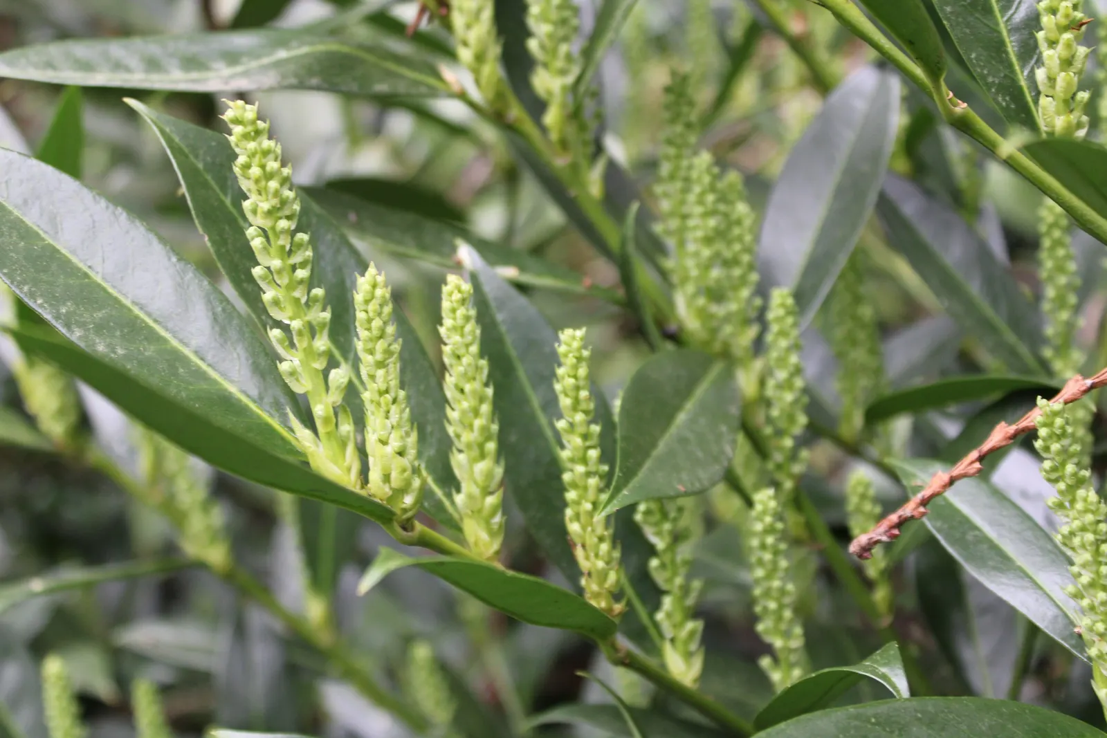 English Laurel (Prunus Laurocerasus) — Spring blooms are fragrant, small, white flowers, followed by non-edible berries attractive to wildlife; creamy-white