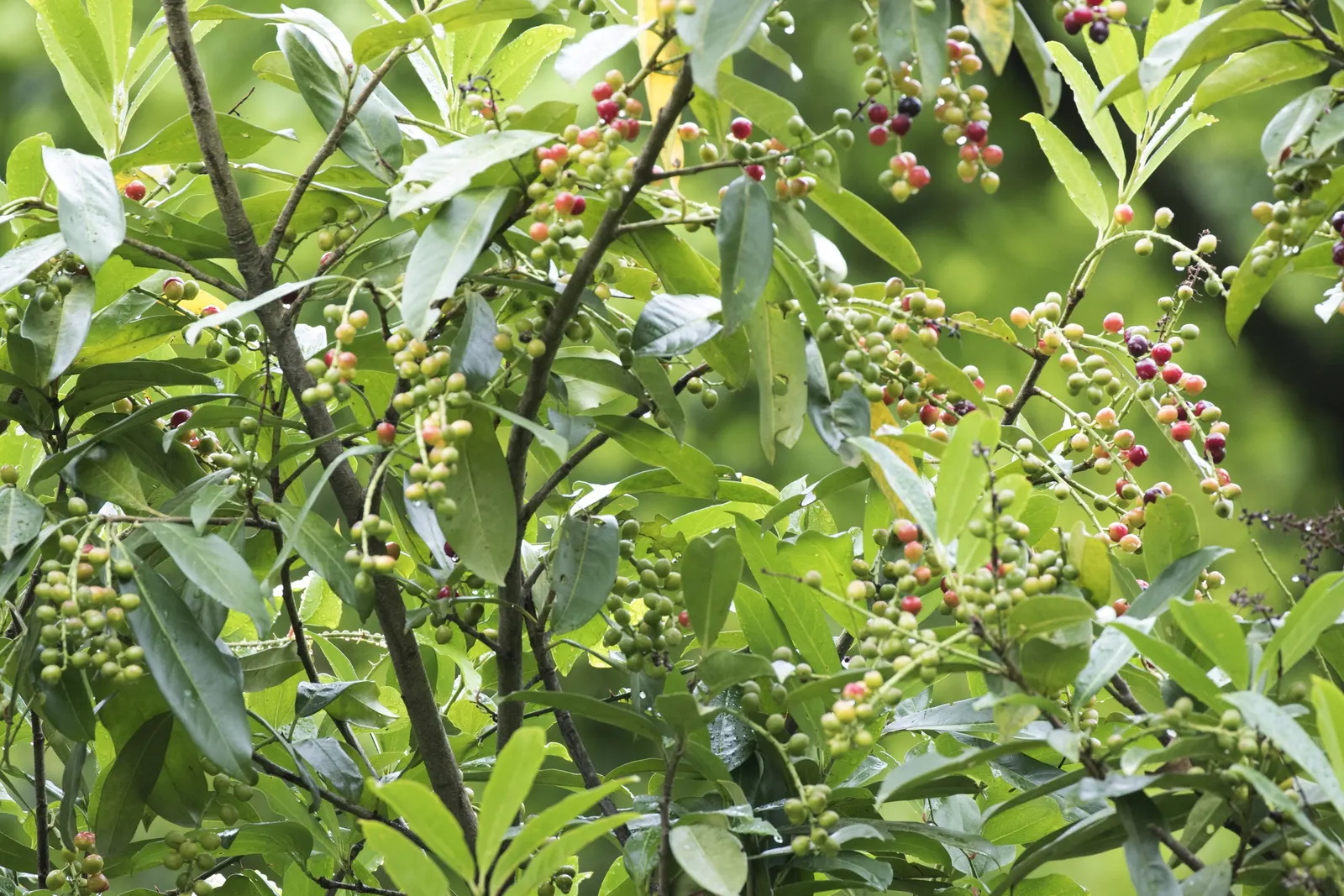 English Laurel (Prunus Laurocerasus) — dark-green foliage that lends a lush
