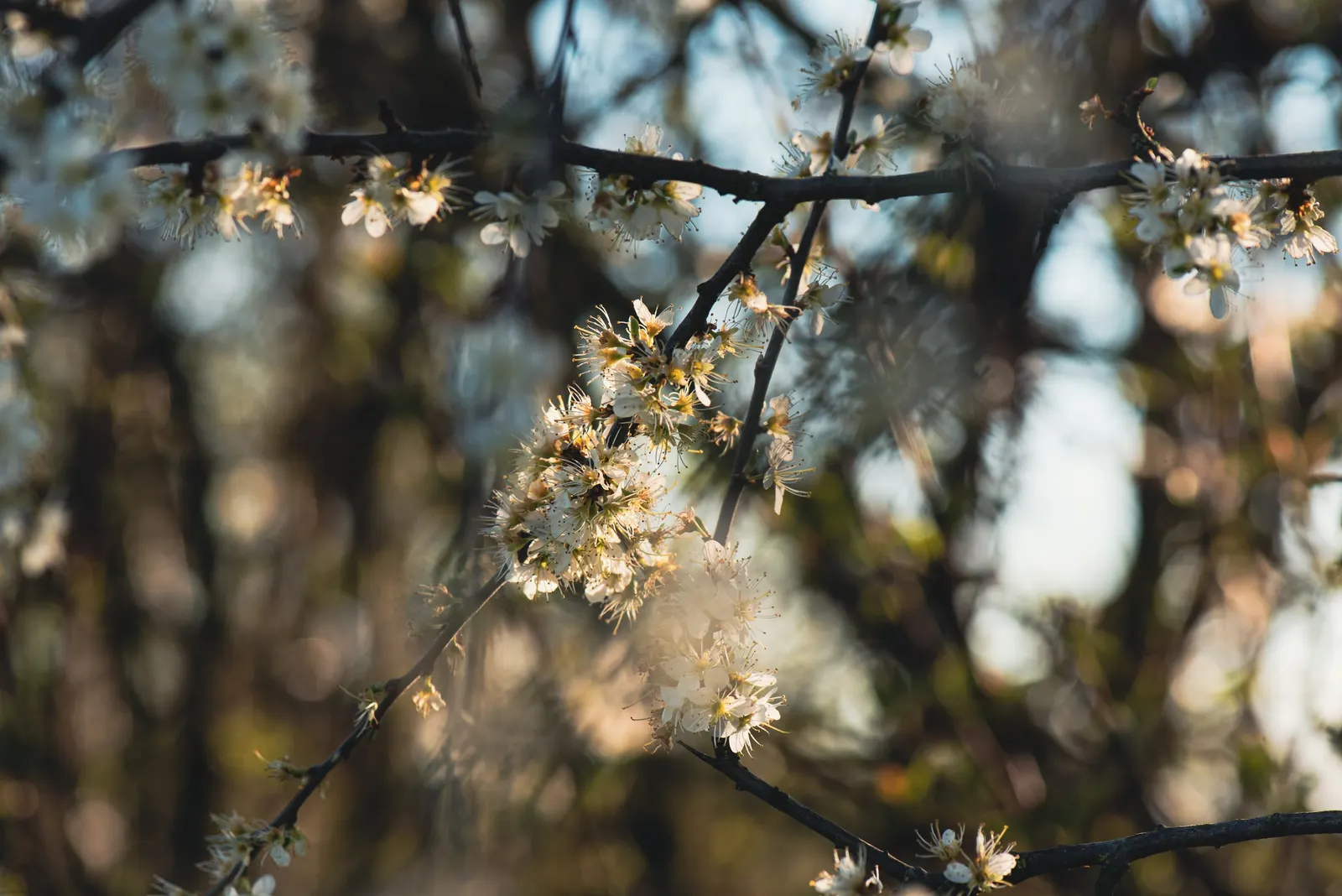 English Laurel (Prunus Laurocerasus) — Spring blooms are fragrant, small, white flowers, followed by non-edible berries attractive to wildlife