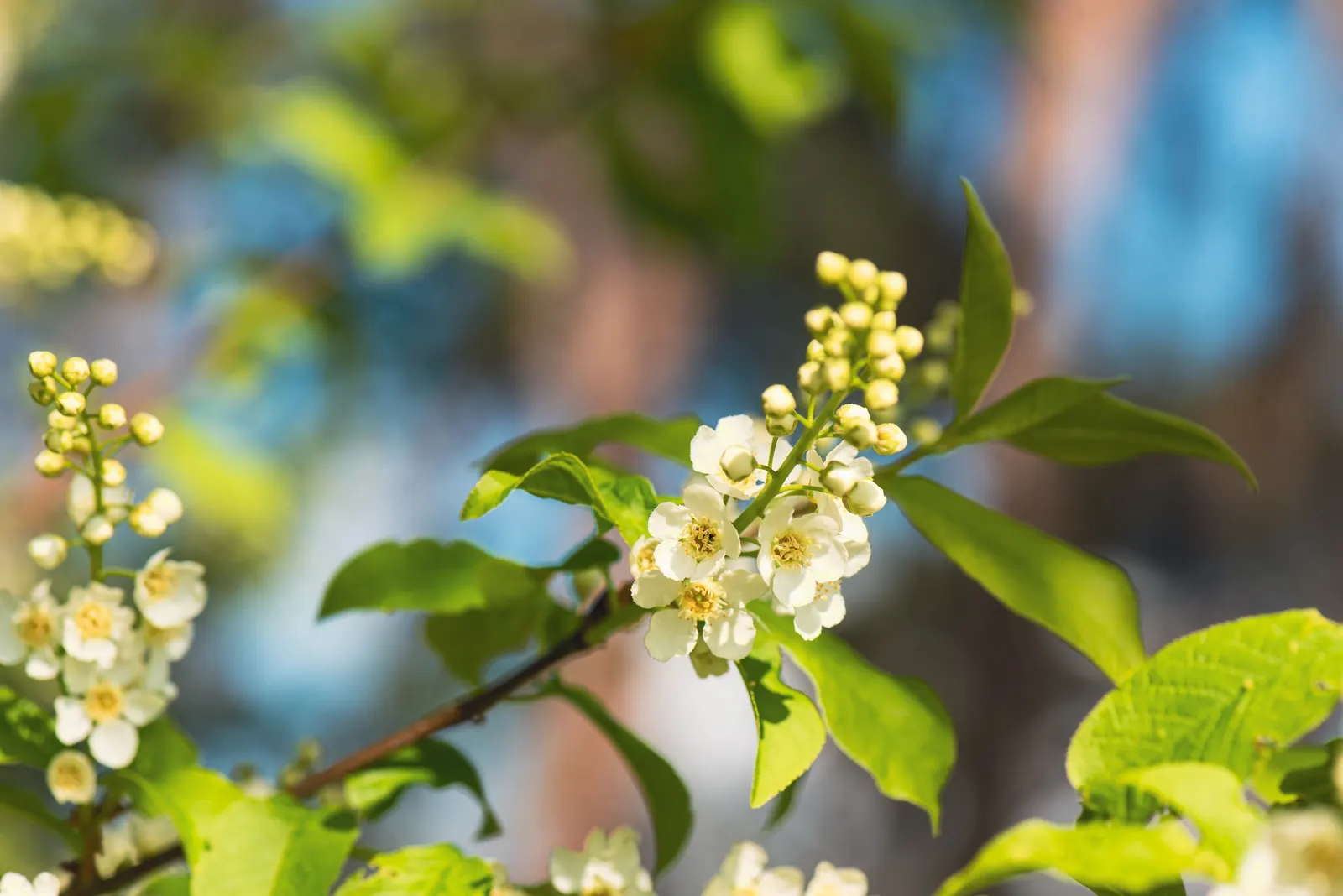 English Laurel (Prunus Laurocerasus) — dark green leaves reaching up to 6 inches long