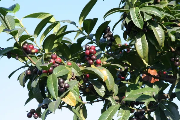 English Laurel (Prunus Laurocerasus) — dense appearance to landscapes; tolerating a wide range of soil types