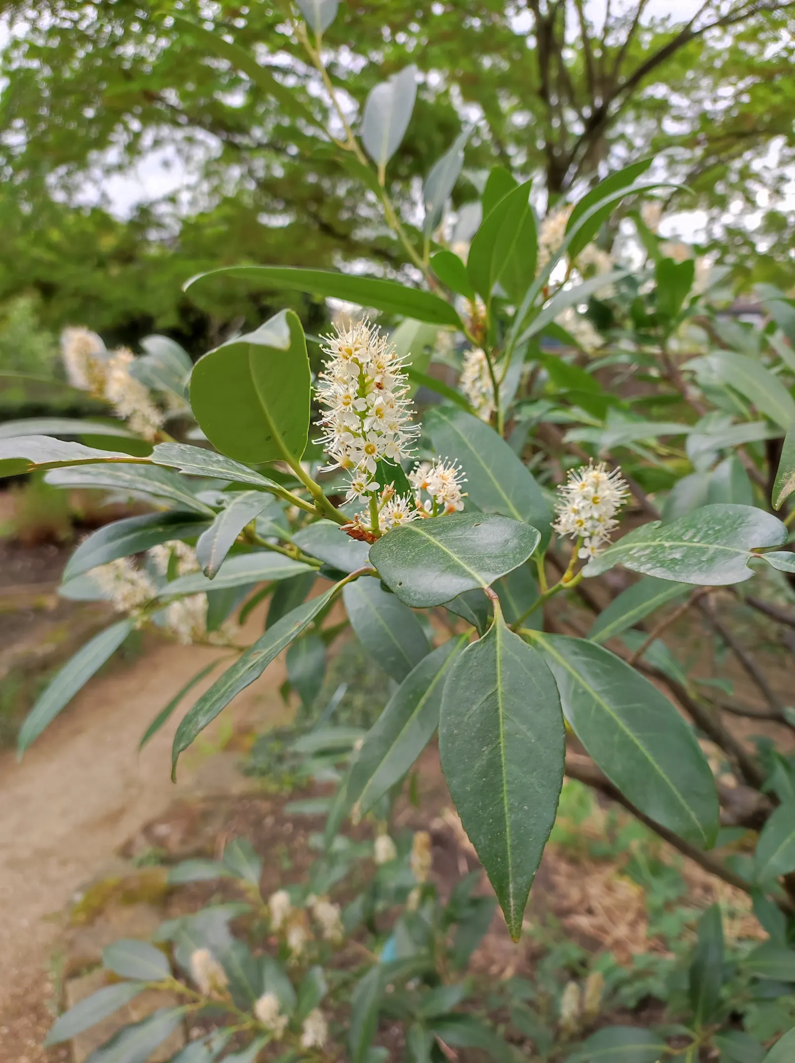 English Laurel (Prunus Laurocerasus) — it thrives in USDA hardiness zones 6 through 9; dark green leaves reaching up to 6 inches long