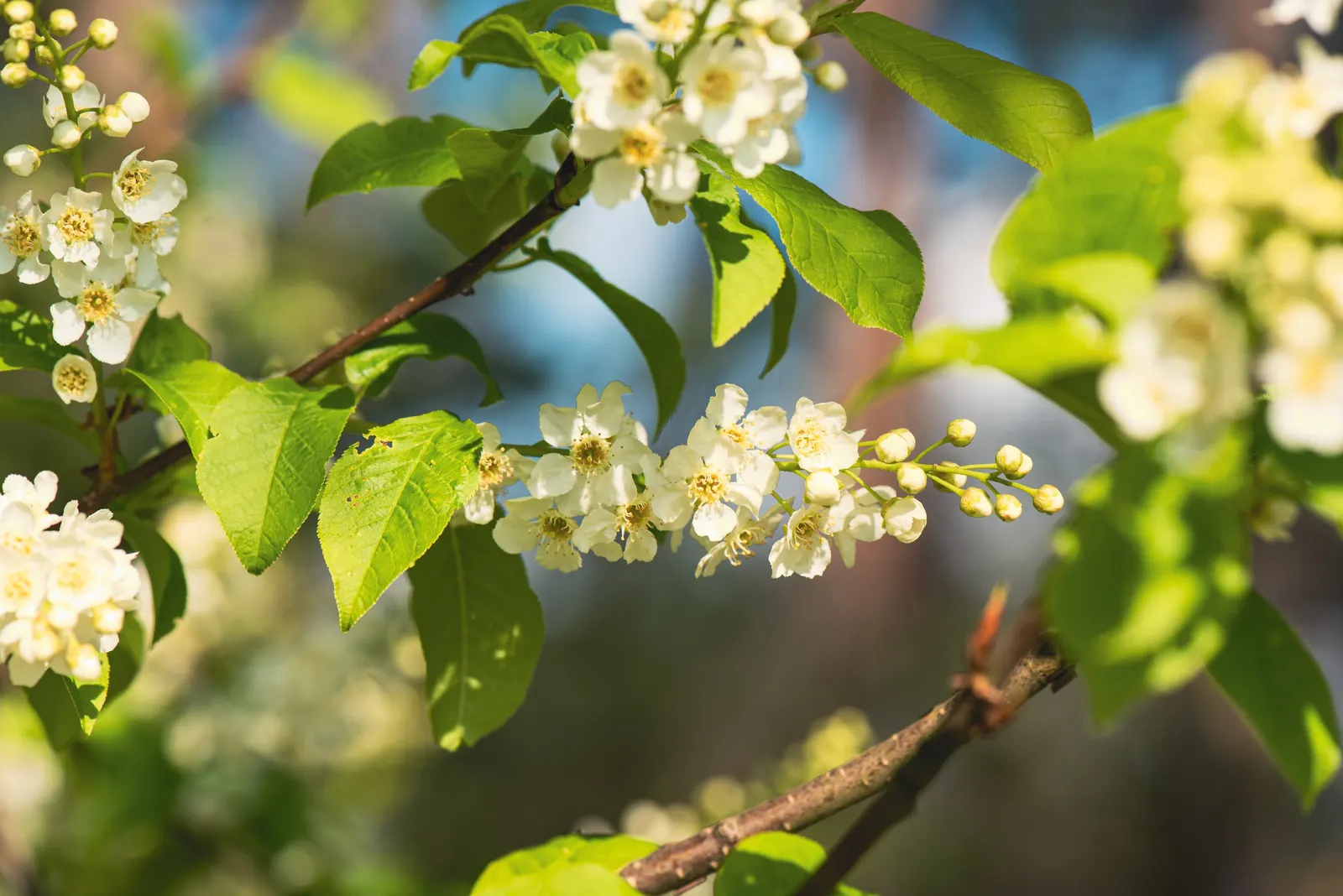 English Laurel (Prunus Laurocerasus) — providing a contrast to the dark foliage and attracting pollinators