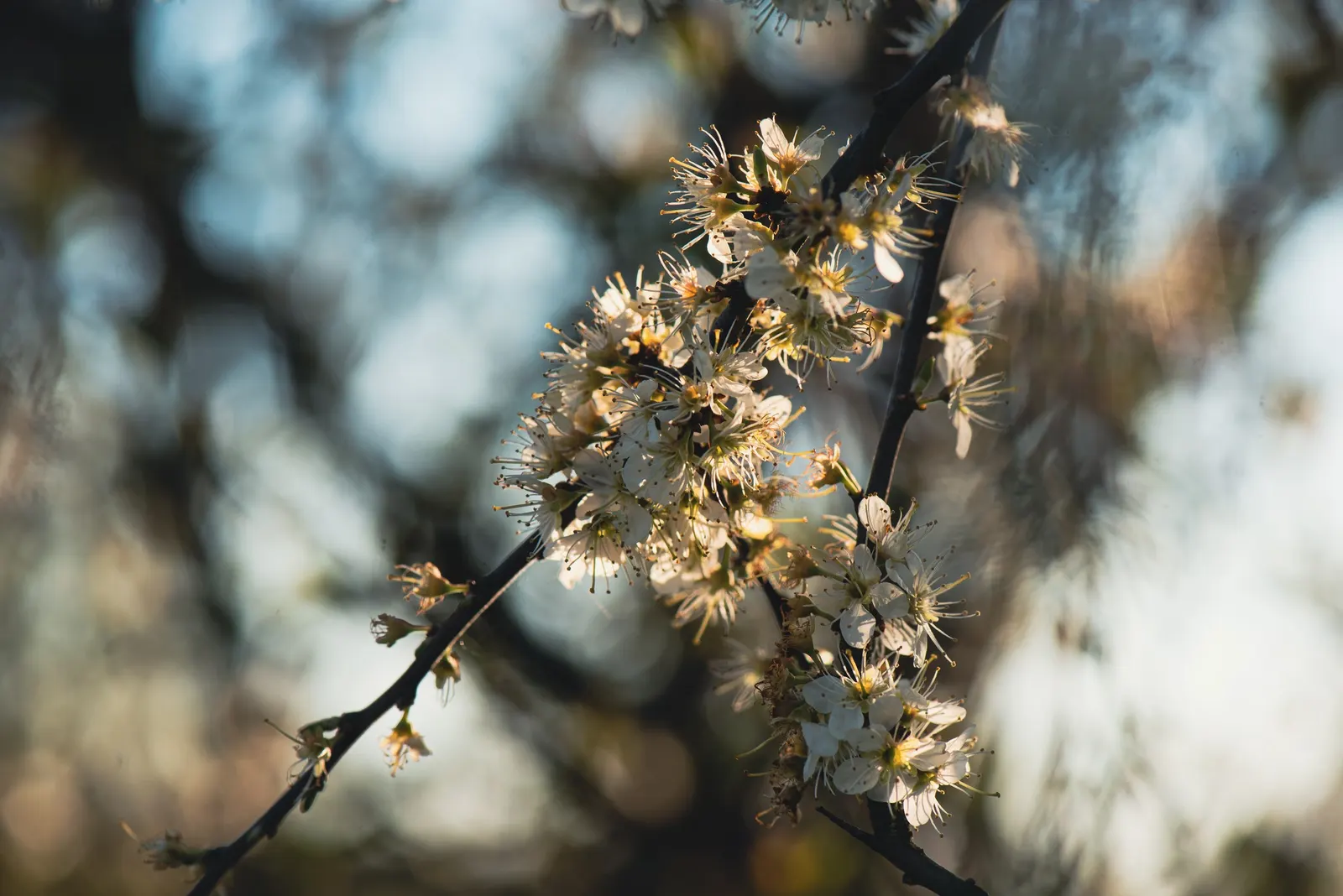 English Laurel (Prunus Laurocerasus) — white flowers in the garden; is a versatile evergreen shrub known for its glossy