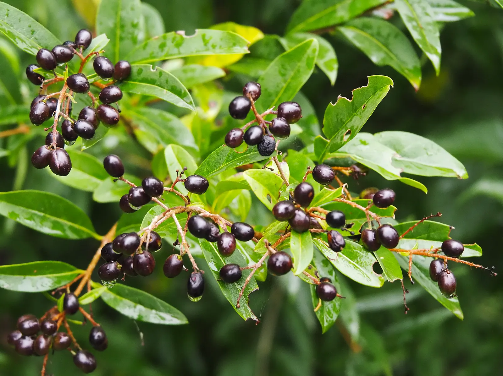 English Laurel (Prunus Laurocerasus) — shrub / tree for full or half; so caution should be used when planting in areas accessed by children and pets