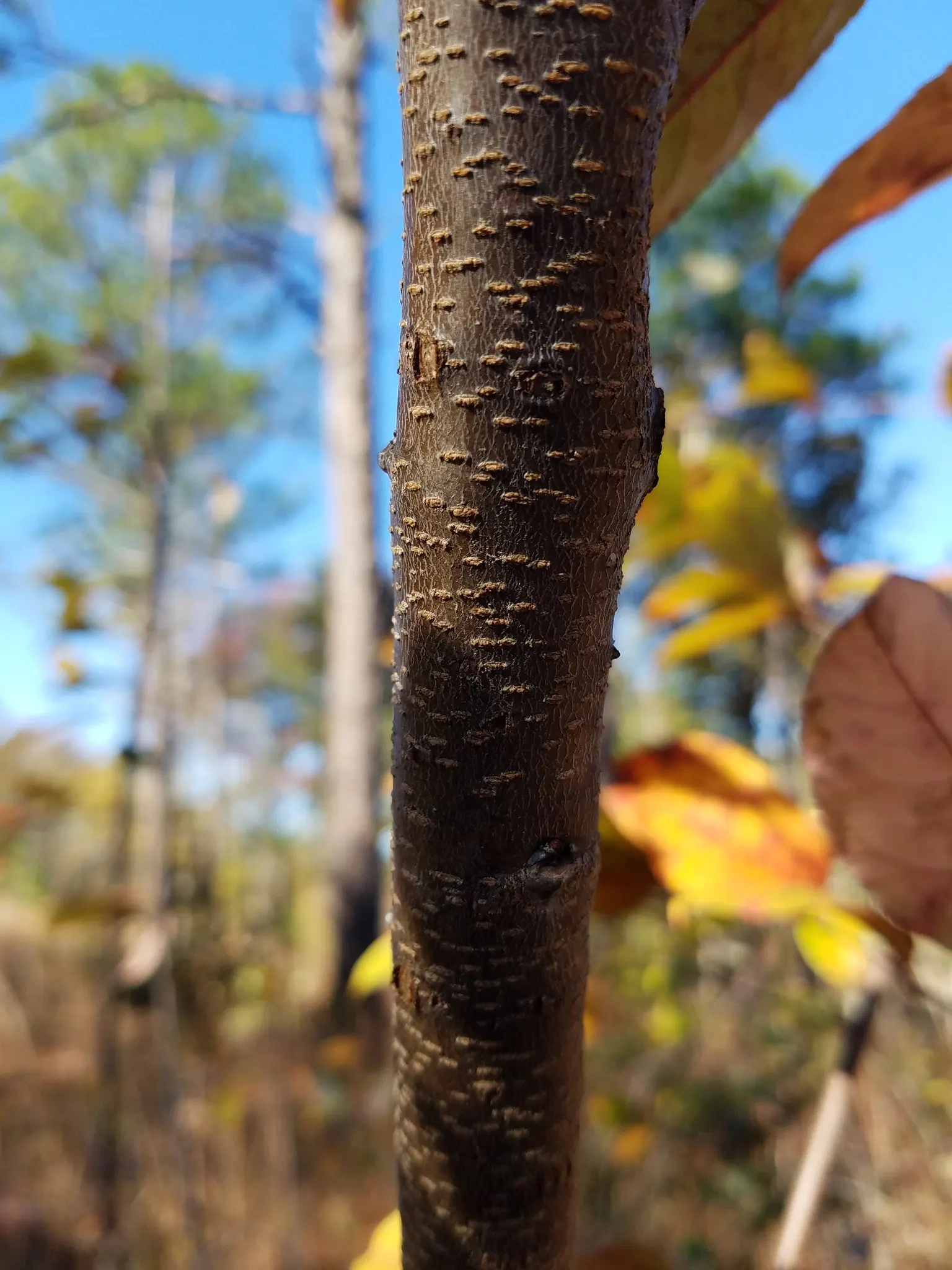 English Laurel (Prunus Laurocerasus) — Keep in mind that all parts of the plant are poisonous if ingested