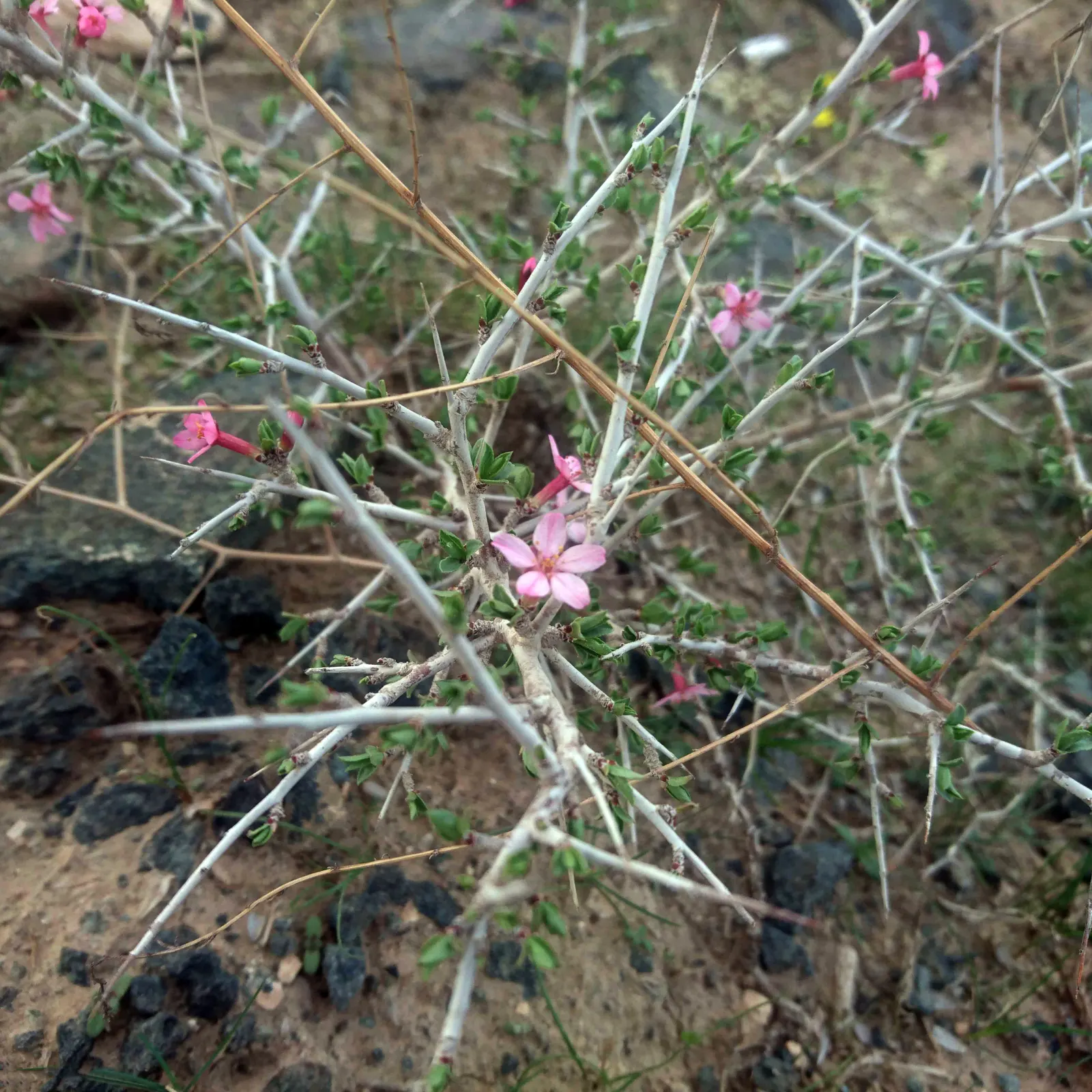 English Laurel (Prunus Laurocerasus) — berry-like fruits that are favored by birds