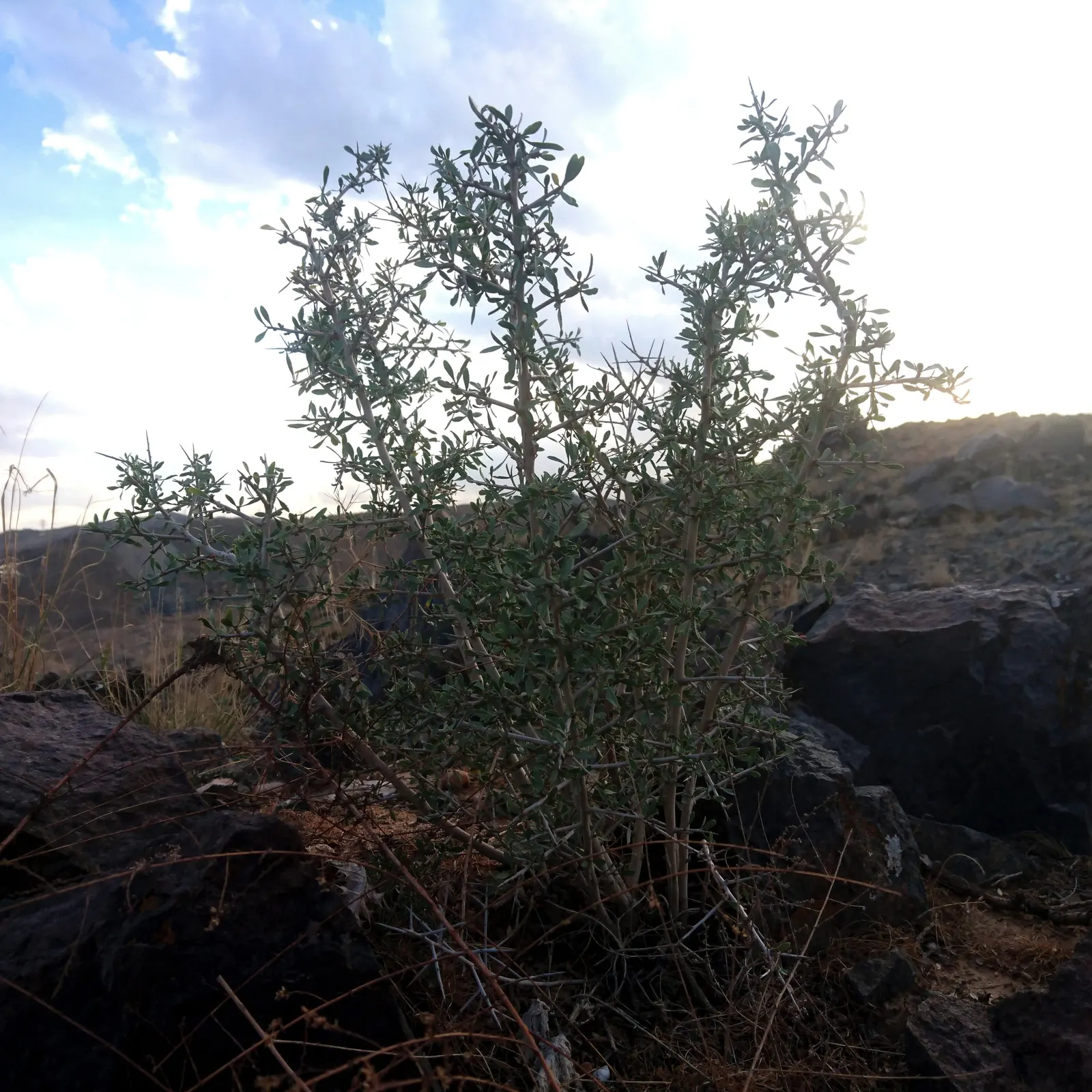 English Laurel (Prunus Laurocerasus) — is a versatile evergreen shrub known for its glossy