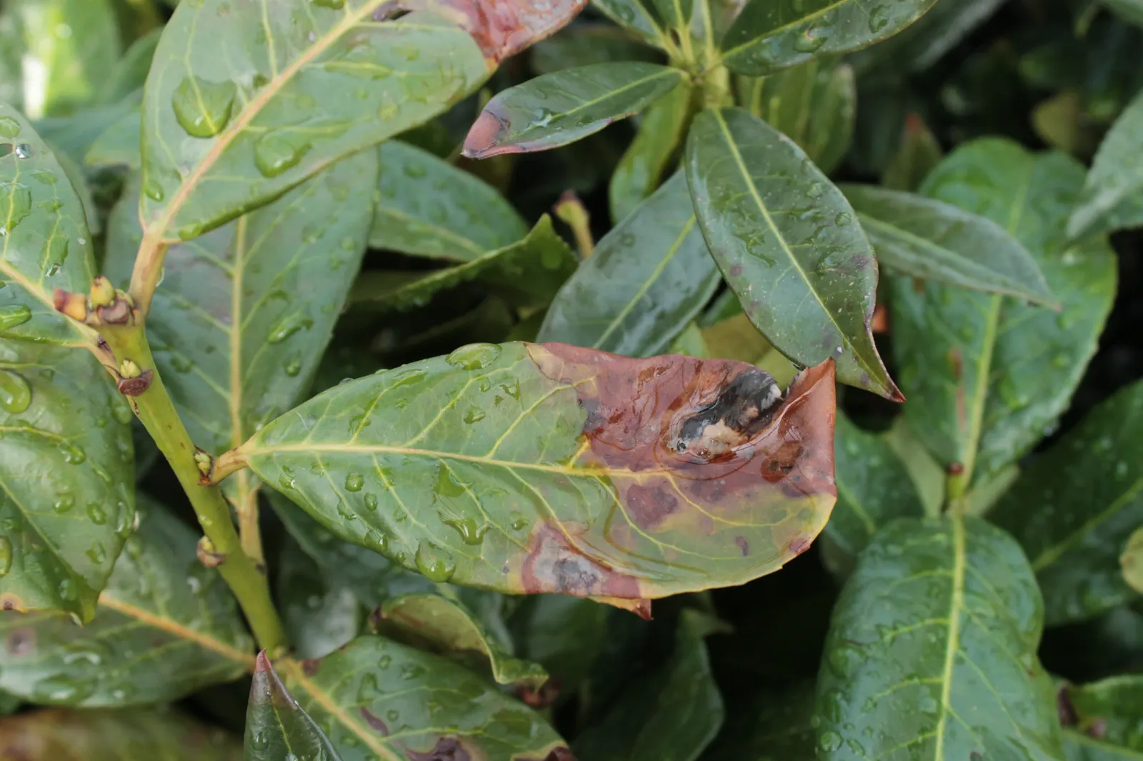 English Laurel (Prunus Laurocerasus) — tolerating a wide range of soil types