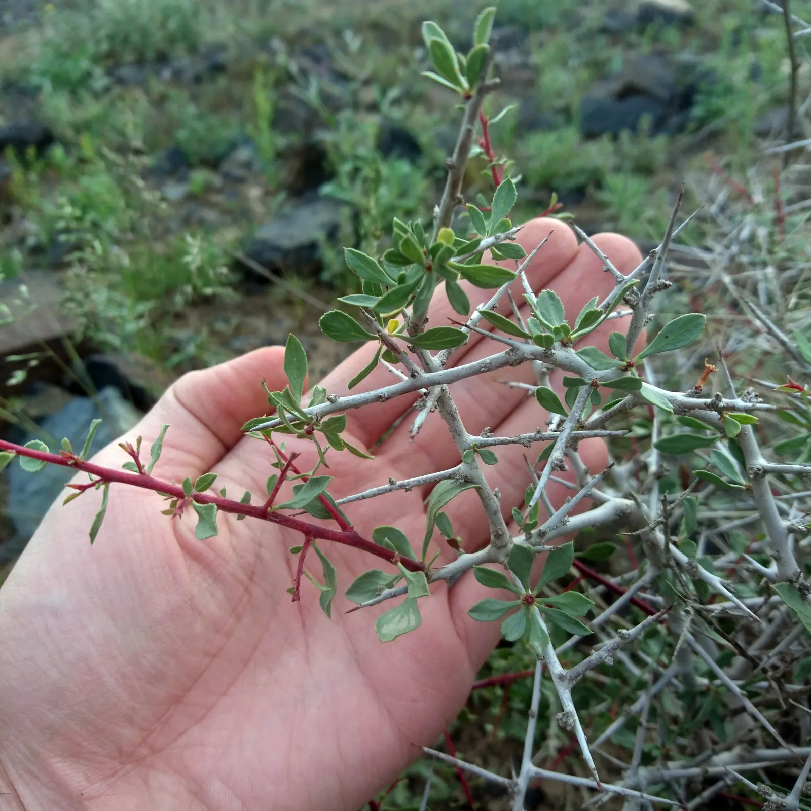 English Laurel (Prunus Laurocerasus) — Keep in mind that all parts of the plant are poisonous if ingested; berry-like fruits that are favored by birds