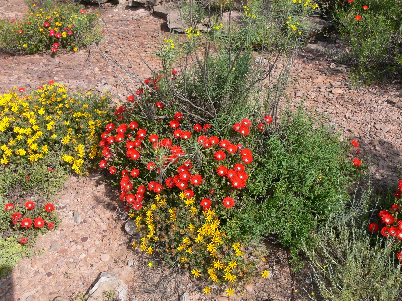 Western Ice Plant (Carpobrotus Chilensis) — growing up to 3 to 5 inches long and creating dense mats that can cover areas up to 2 to 3 feet in width