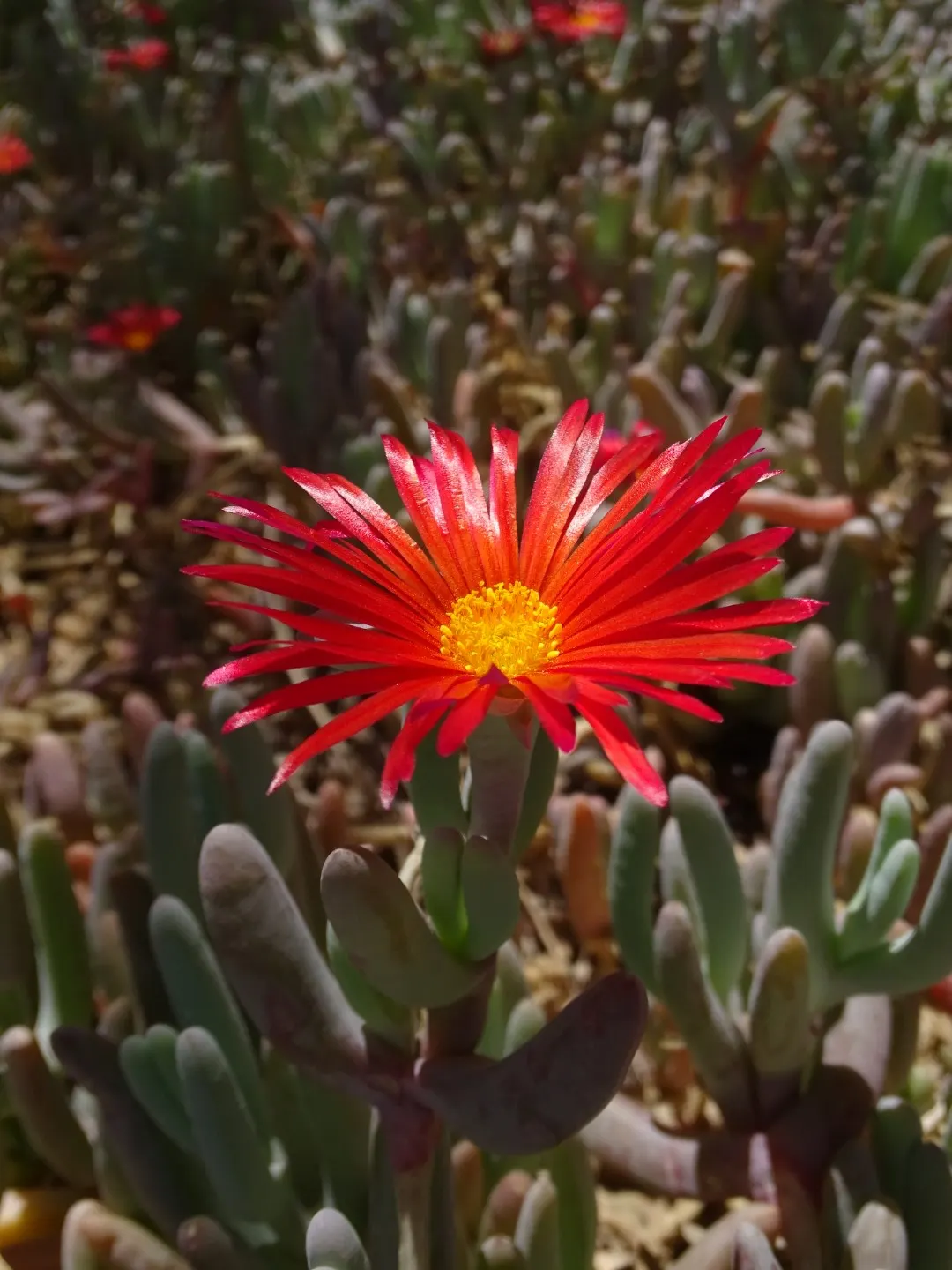Western Ice Plant (Carpobrotus Chilensis) — triangular leaves are a distinctive feature