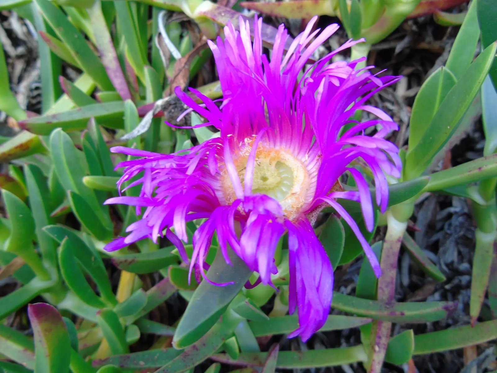 Western Ice Plant (Carpobrotus Chilensis) — which spans from spring to early summer